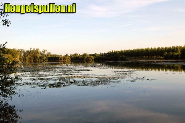 onder de lelies vissen