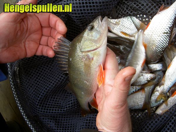 Topelastiek en de montage ervan