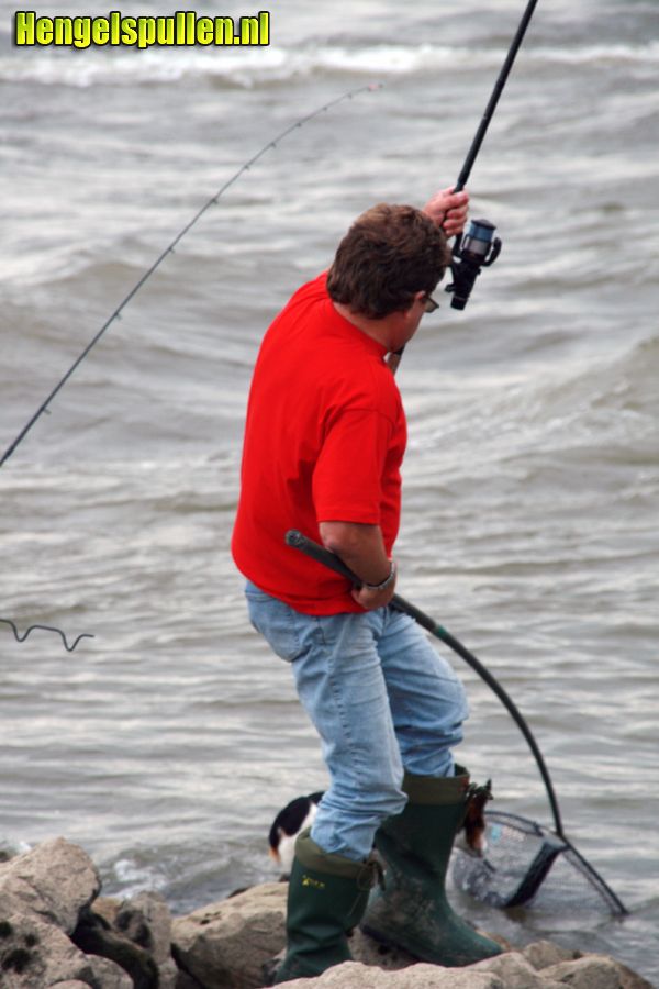 Latex pannet korum door Frans