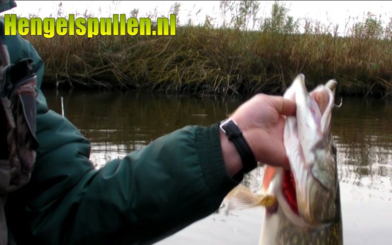 hengelspullen video (HD): goede snoekbehandeling