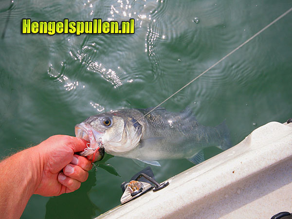 Megabass pluggen voor zee(baars) door Rene