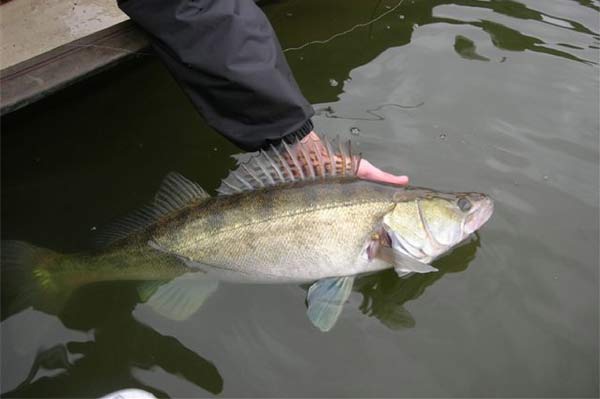 persbericht: Snoekbaarsmonitoringsdag Volkerak-Zoommeer.