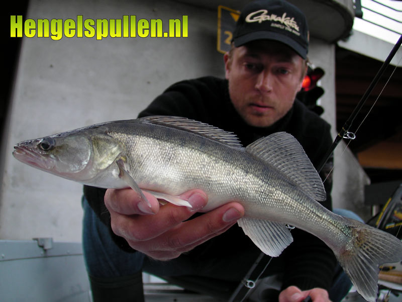 snoekbaars op de drop shot