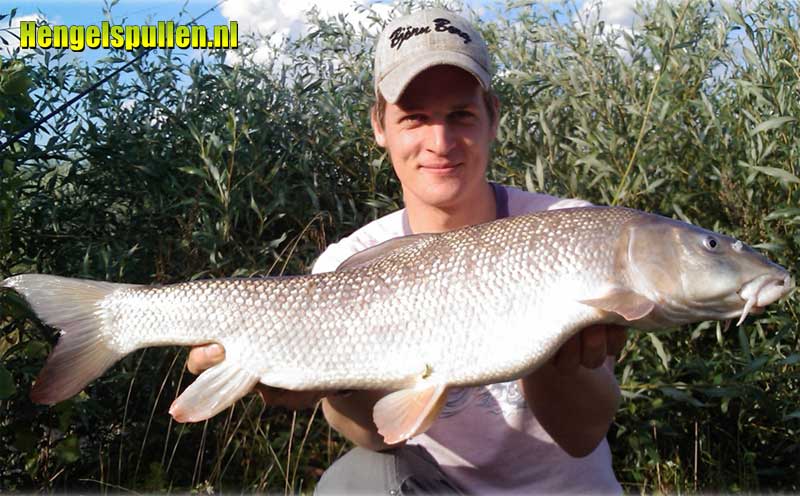 Pallatrax, het nieuwe kaas?