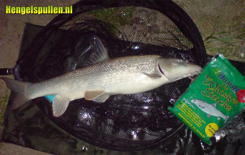 Succes met Pallatrax