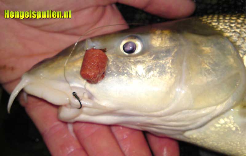 weer een barbeel op de stick