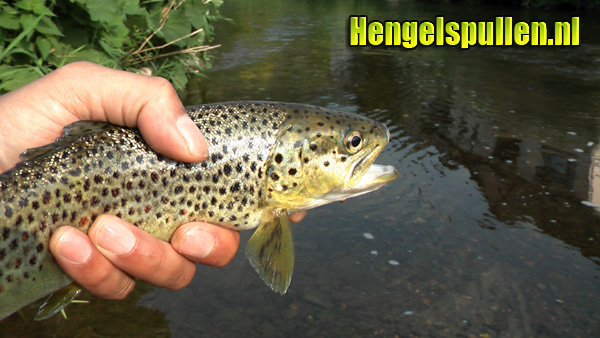 OKTOBER BEEKFOREL VAN MARCO