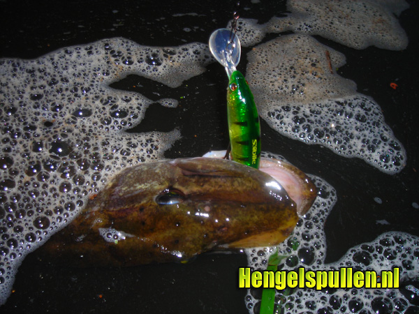 Review Koolie Minnow BRL door Willem Lampe