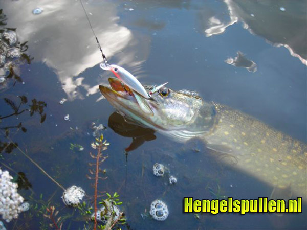 Review Cormoran Bungee Steel Leader door Willem Lampe